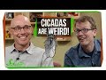 Cicada Symbiosis | SciShow Talk Show