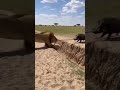 A Funny Racing Challenge Between a Boar and a Lion 😂