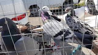 09.06.19. Птичий рынок г Пятигорск ч3. Bird market of Pyatigorsk, part 3.