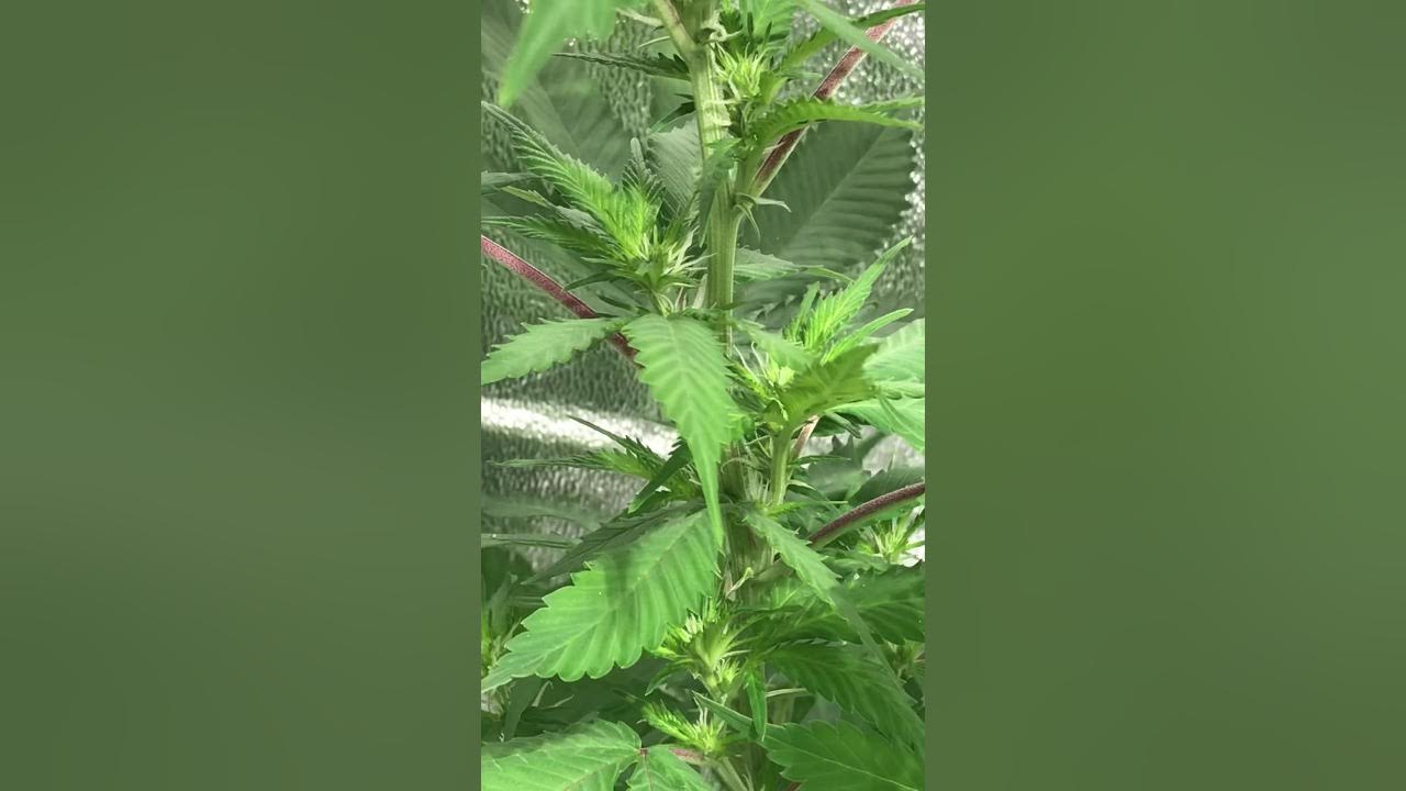 Se puede tener plantas de marihuanas en casa