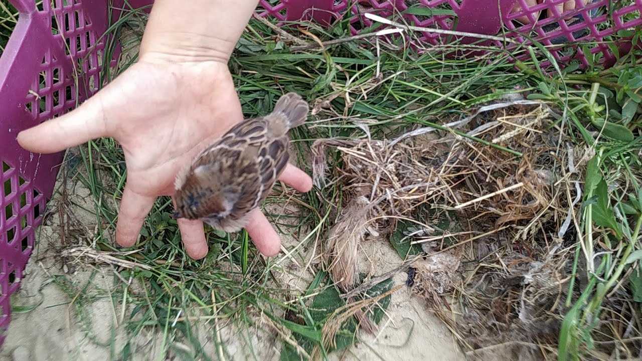 СОФИЯ И ВОРОБЬИ. Чем кормить воробьев. Воробьи дома - YouTube