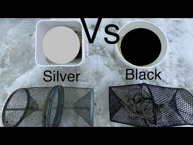 Trapping Minnows - Black Vs Silver Trap. Free Bait. #icefishing 