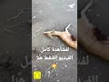 لقطة واضحة لرمي غزال الريم لقطة واضحة لرمي غزال الريم