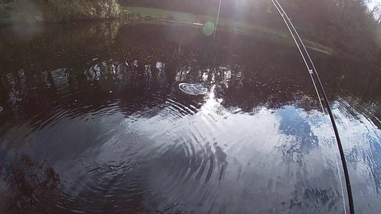 Tavistock Trout Fishery A Soggy Half Day Session YouTube