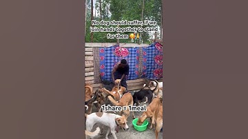 Please don’t scroll, if we all vist our PayPal link in bio to donate any amount to feed our pets🙏🙏