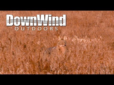 Eastern Coyote Hunting: The Partner (DownWind Outdoors)