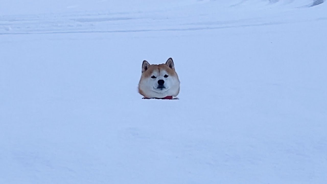 レジンヘアゴム♡雪だるまさんもしも〜し！柴犬君 息継ぎのために浮上したアザラシ!?雪の壁越しにこちらを見る柴犬の姿が