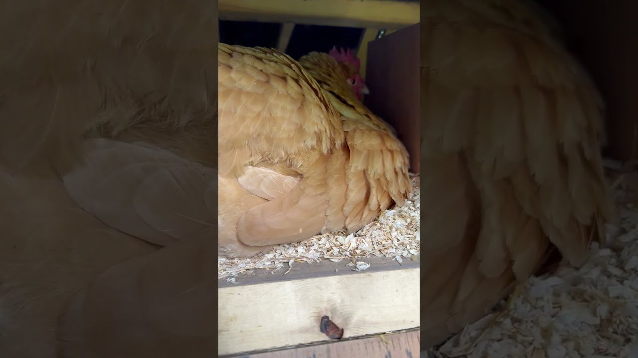 Guess What Chicken Butt Asmr Microfarm Pov