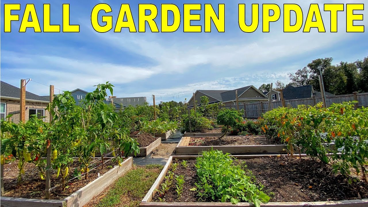Early Fall Garden Tour and Garden Update - October 2020 - YouTube