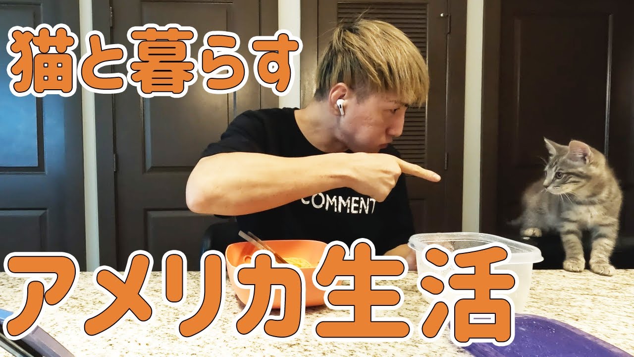 アメリカで猫と暮らす生活の一部をお見せします！ - YouTube