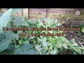 Planting Pomegranate outdoors in the UK 🇬🇧. Winter 🌨 ❄ preparation.