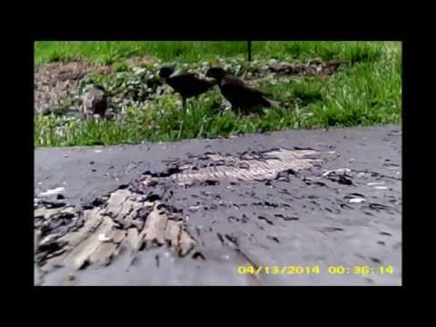 European Starlings and Common Grackle 