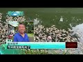 駭人畫面！高雄後勁溪成「魚屍地獄」  環保局證實天氣太熱引起
