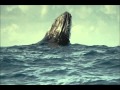 baleias em Praia do forte