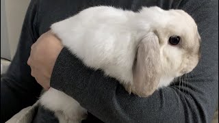 This is what happen when you stop cuddling your bunny