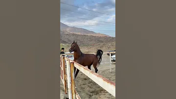 حصان عربي اصيل 