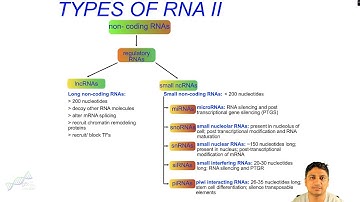 Types of RNA -II | Non-coding Regulatory RNAs (lncRNAs, miRNAs, snoRNAs, snRNAs, siRNAs, piRNAs)