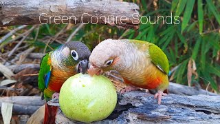 Green Conure singing sounds | My green cheek conure parrot bird singing sounds in the forest