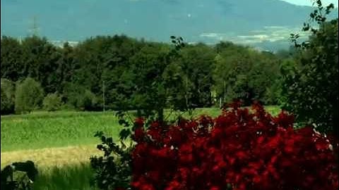 EcoMod tree usage within computer animation rendering