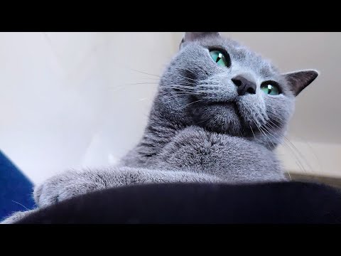 【猫動画】必ず嫁にくっつくか上に乗るロシアンブルー【russianbule】A Russian Blue that clings to its bride or rides on it