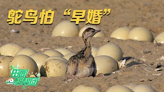 提升鸵鸟蛋孵化成功率这个人有高招！控制好公、母鸵鸟的年龄配比是关键！丨「田园帮帮团」20230810