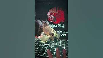 Tuyệt phẩm cá chép phi tần vàng đồng VIP: Vẻ đẹp "siêu phẩm" có 1-0-2 #cáphiTần #cávàngđồng #short