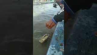 Download Lagu Rejeki Nomplok Dapat Lele Indukan Galatama Mancing Induk Ikan Lele Juara MP3