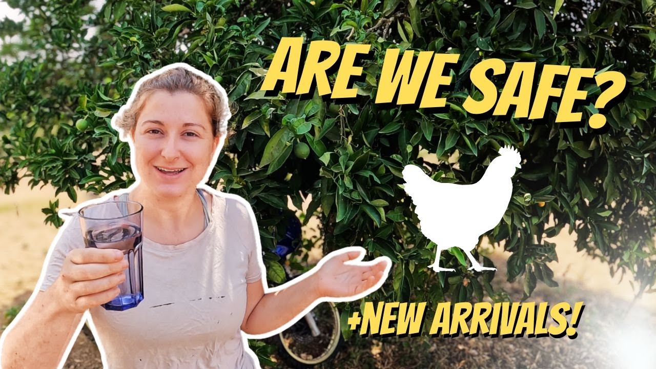 The Truth About Our Water (And New Arrivals on the Homestead) - OFF GRID LIVING