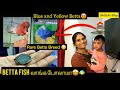 Fish vlog   fish      rare breed betta  blue and yellow colour  morarevlogs