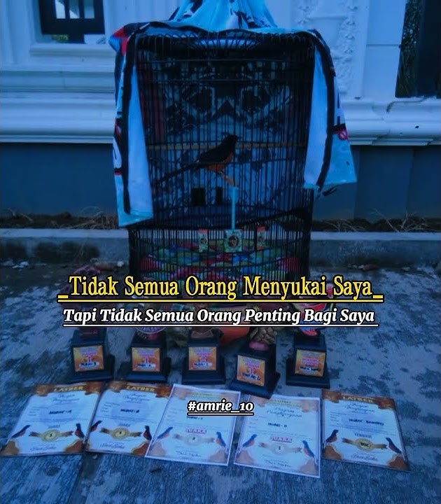 story wa murai batu jangan begitu ya lain kali #kicaumania #shortvideo
