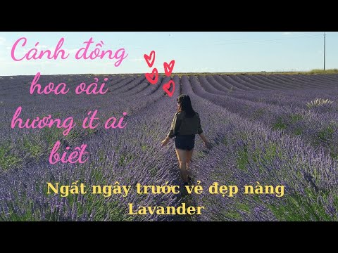 Video: Cách Ngắm Cánh Đồng Oải Hương Kula ở Maui