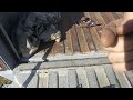 Slant 6 170 - 225 CID Factory Kick Down Linkage Salvage Yard + Future Fabercation of Factory Linkage