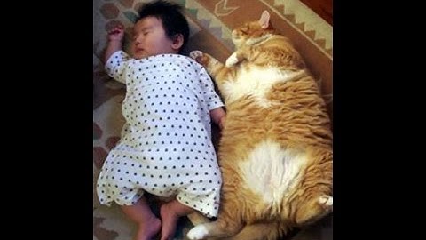cats being jerks video compilation failarmy reaction | fat cats in the world