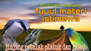 Masteran materi istimewa ❗ jinjing petulak platuk Sampit dan Kinoi 🔥