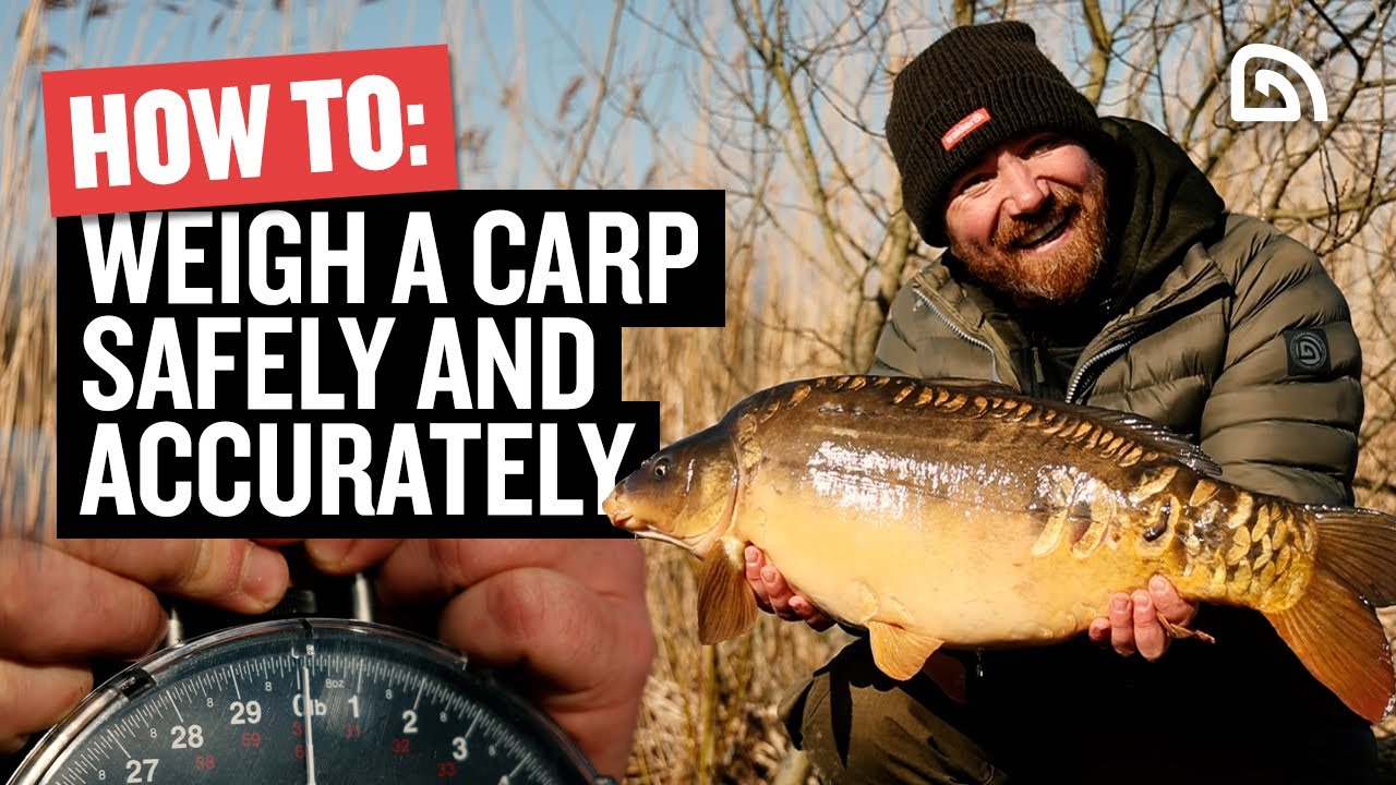 How To Weigh a Carp Safely and Accurately, Carp Fishing Tips