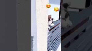 cute cat love story #shorts #cat #cutecat #love #lovestatus #tiktok #viral