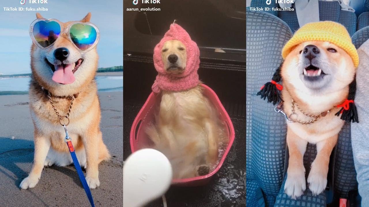 [ The Best ] Funny dogs - Cats | Compilation of December 2019 Part 8