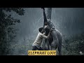STORY OF ELEPHANT TRUE LOVE FOR HIS HUMAN | HATHI | HATHIKIKAHANI #elephant # elephantstory #haathi
