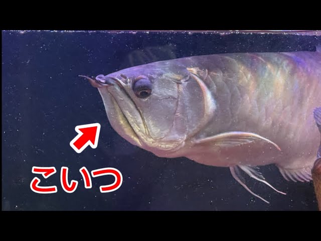 購入前の注意点について - YouTube