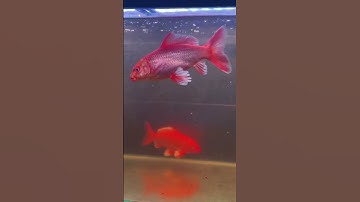 CHÉP PHI TẦN ĐỎ SIÊU VIP BODY LỰC VÂY DÀY - Food for red butterfly carp  #cachepsutu #chepphitan