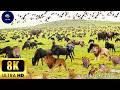 African Wildlife 4K: The Heart of Tanzania - 4K Wildlife Movie with Frquency music