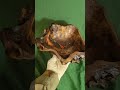 ظرف اجیل ظرف ظرف چوبی روستیک چوب ظروف هنر چوب Wood Rustic Woodart Wood Bowl Rusticwood