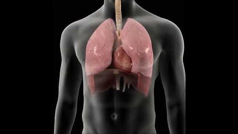 Vị trí giải phẫu Tim trong lồng ngực