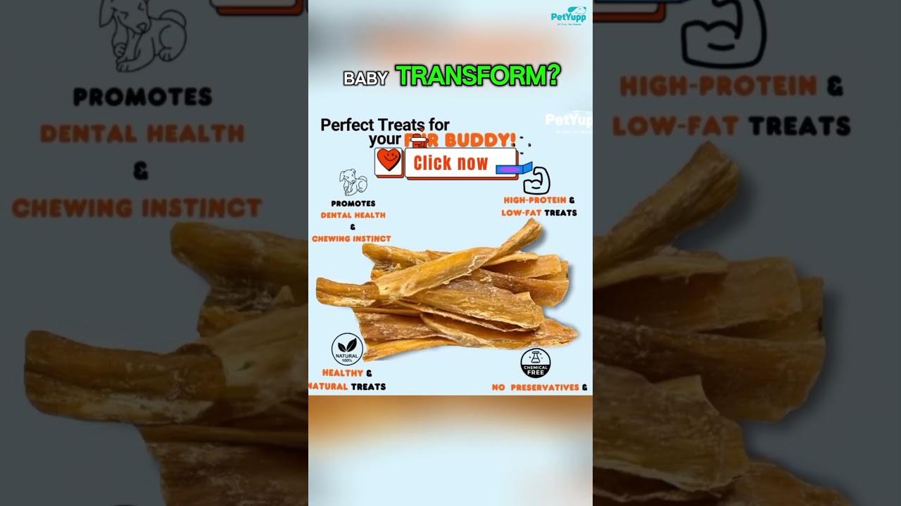 100% Natural Water Buffalo Paddywack Dog Chews - Pack of 6  