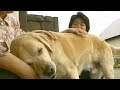 感動！引退の盲導犬が11年ぶりに元飼い主に再会。覚えていたのか？