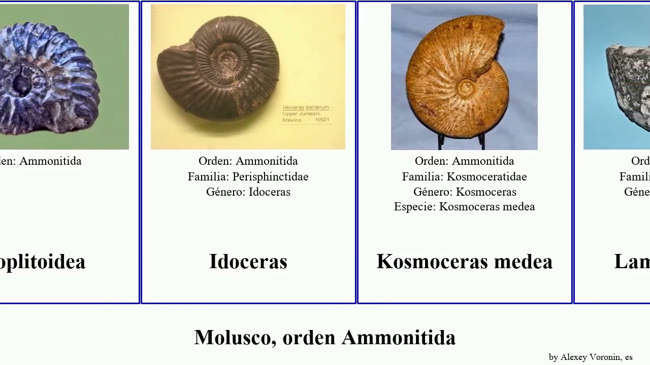 Molusco, orden Ammonitida lytoceras medea mollusca solare Calycoceras Hildoceras Eleniceras Love