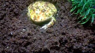 Pac man ( Gunzi ) frog eating super worms