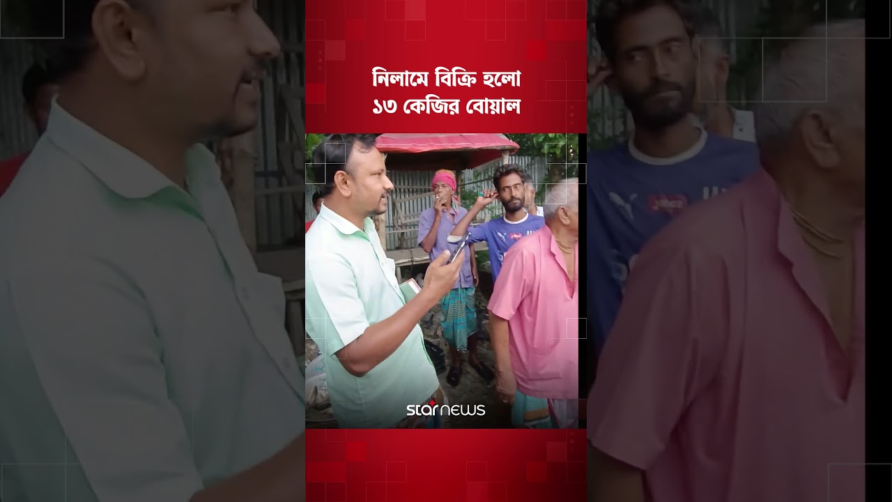 নিলামে বিক্রি হলো ১৩ কেজির বোয়াল | Fish | Manikganj | Star News