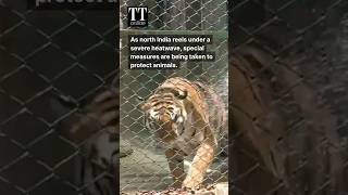 Zoo Uses Coolers And Sprinklers To Protect Animals in Jaipur As Heatwave Hits North India #heatwave