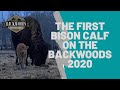 BABY BISON on the Backwoods Buffalo Ranch